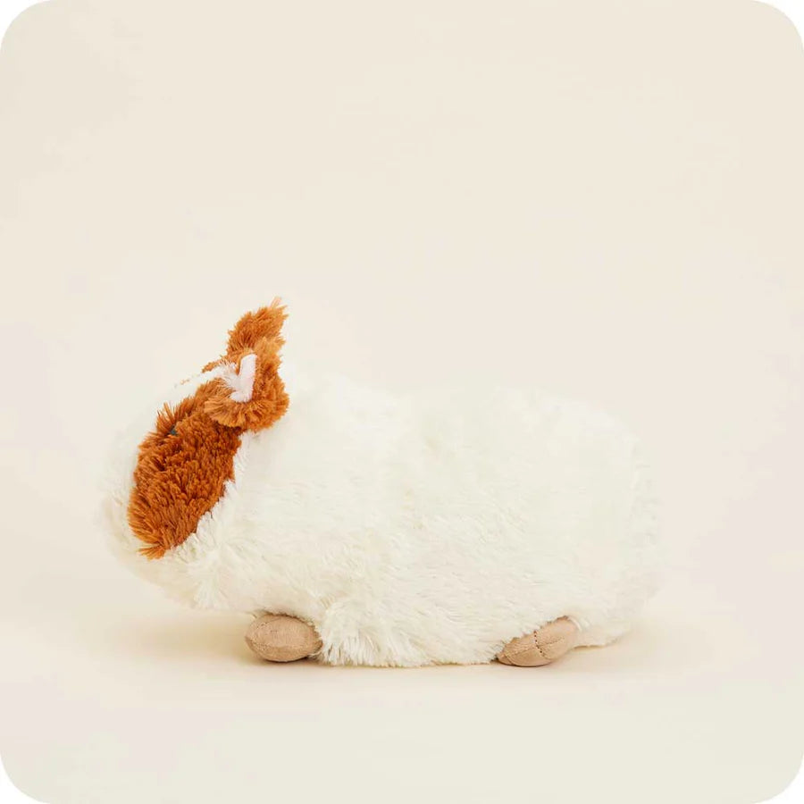 guinea pig